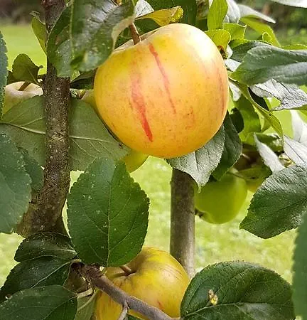 Hotel Kurhaus Pivittskrug Hille