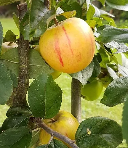 Hotel Kurhaus Pivittskrug Hille